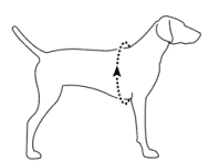 Ruffwear SingleTrak Pack fri frakt vildhunden.se