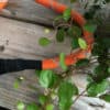 Ruffwear Knot-a-leash  Large Pumpkin Orange - Image 9