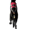 Gamla Ruffwear Omnijore Dog Harness Dragsele Storlek S - Image 4