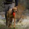 Ruffwear The Beacon - Image 9