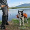 Ruffwear Approach Pack Klövjeväska Pacific Blue   hi and dry - Image 5