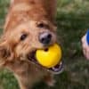 Ruffwear Huckama Yellow - Image 3