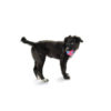 Planet Dog Orbee Ball Pink/Blue Medium - Image 2