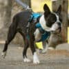 Ruffwear Front Range Harness Pacific Blue - Image 2