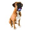 Planet Dog Orbee Ball Pink/Blue Medium - Image 7
