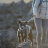 Ruffwear Front Range Harness Twilight Gray - Image 4