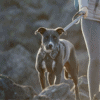 Ruffwear Front Range Harness Twilight Gray