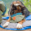 Wilderdog Backpacking Bowl Reseskål Olive
