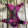 Wilderdog Sele Berry