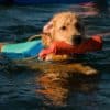 Ruffwear Lunker Toy - Image 4