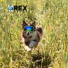 Rex Specs Hot Granny Smith/Blue - XS - Image 4