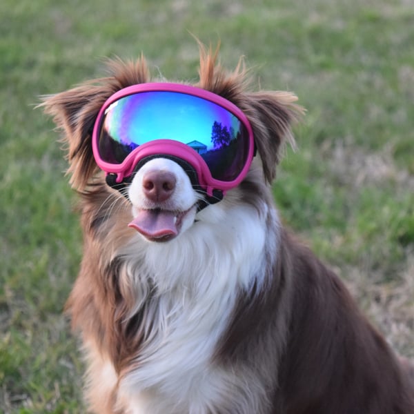 Rex Specs Dog Goggles Eye Protection for The Active Dog