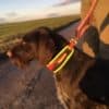 Niggeloh Blood Tracking Collar “TRAIL” - Image 8
