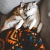 Wilderdog Filt - Image 3