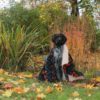 Wilderdog Filt - Image 2