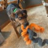 Cycle Dog Duraplush Springy Thing - Orange - Image 4