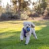 Ruffwear Front Range Harness Purple Sage NY