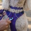 Ruffwear Front Range Harness Purple Sage NY - Image 4